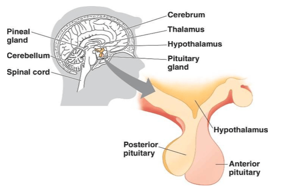 stress4 Cortisol and stress
