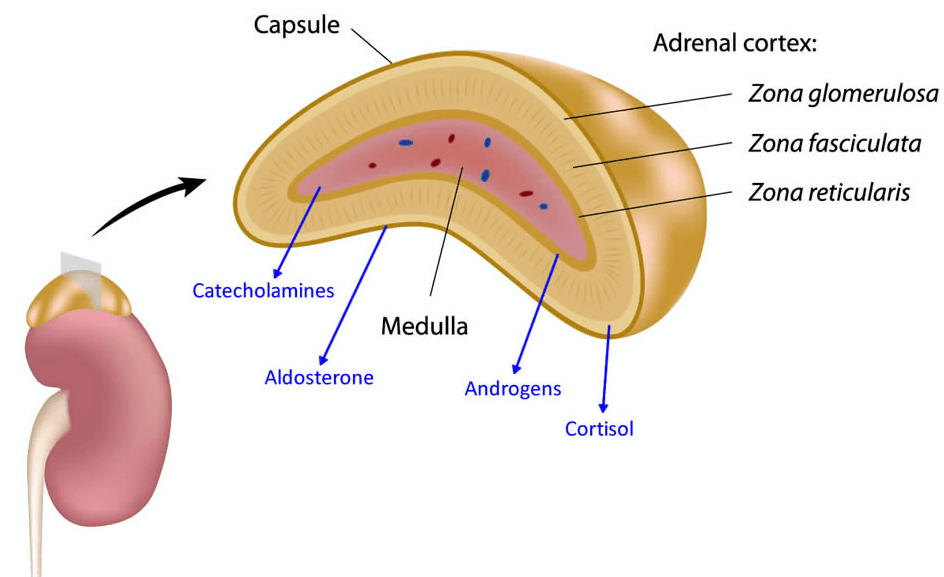 stress3 the adrenal glands and stress