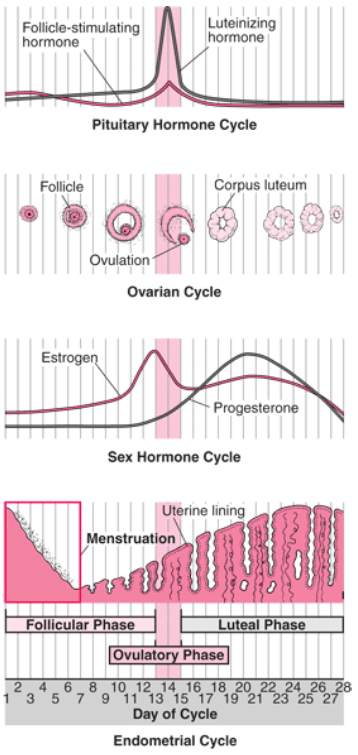 menstrual
